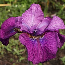 Ирис сибирский Си Я Лейтер