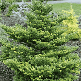 Пихта корейская Molli
