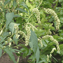 Горец развесистый