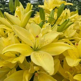 Лилия Pura Luna