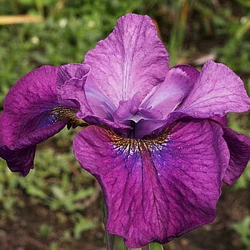 Ирис сибирский Си Я Лейтер