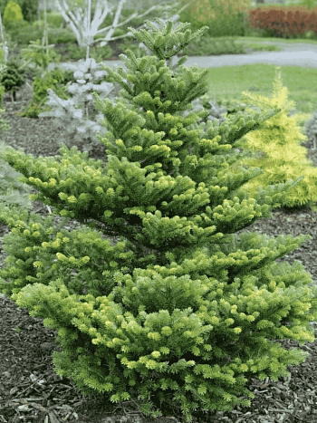 Пихта корейская Molli