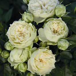 Роза Тантау спрей (миниатюрная) Веддинг Пиано Роза Тантау спрей (миниатюрная) Веддинг Пиано