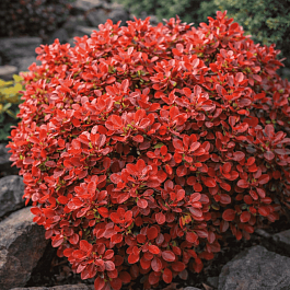 Барбарис Тунберга Fire Ball