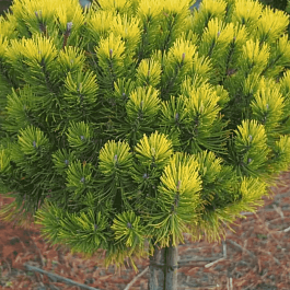 Сосна горная Ophir штамб