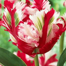 Тюльпан попугайный Estella Rijnveld