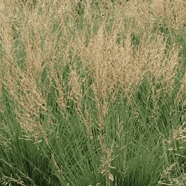 Молиния голубая Moorflamme