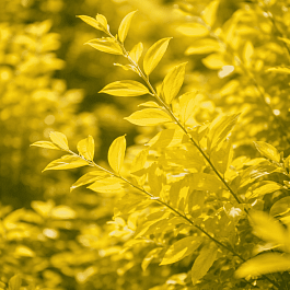 Спирея серая Kaziu