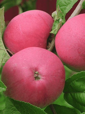 Яблоня Мелба красная