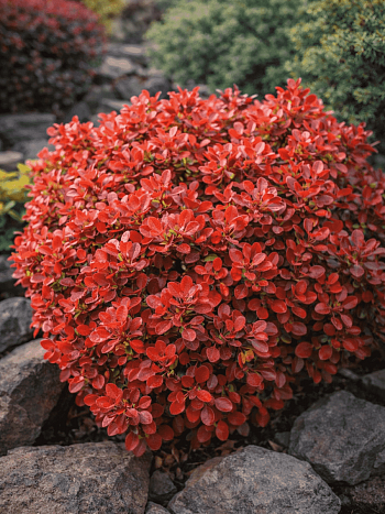 Барбарис Тунберга Fire Ball