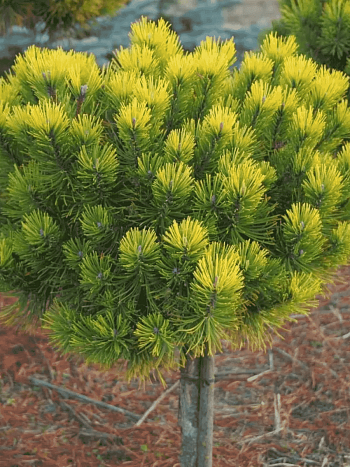 Сосна горная Ophir штамб