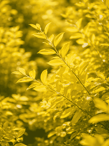 Спирея серая Kaziu