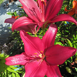 Лилия ЛА-гибрид Сигалон