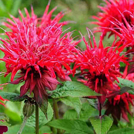 Монарда двойчатая Panorama Red