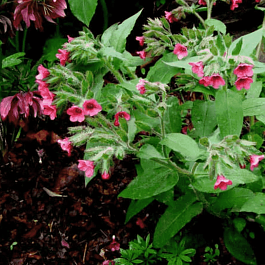 Медуница красная Red Start