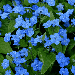 Пупочник весенний