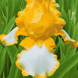 Ирис германский Glacier Gold