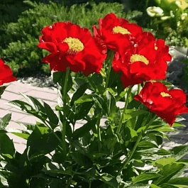 Пион Молочноцветковый Mackinac Grand