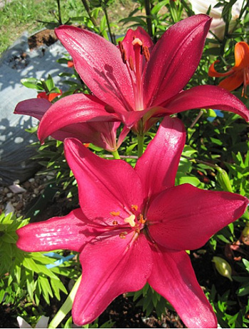 Лилия ЛА-гибрид Сигалон