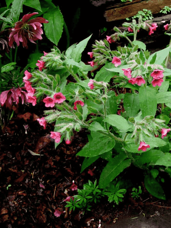 Медуница красная Red Start