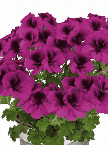 Пеларгония Toscana Florella Magenta