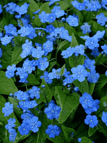 Пупочник весенний