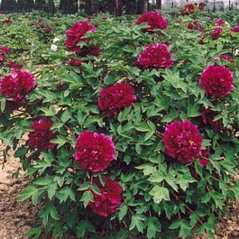 Пион древовидный Цветы Дракона