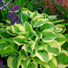 Хоста гибридная Мама Миа НАБОР 2ШТ (1+1)