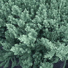 Можжевельник китайский San Jose