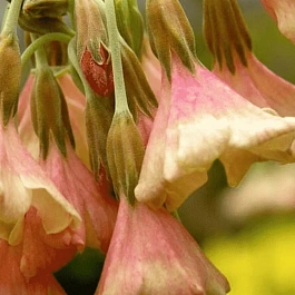 Примула Вальтона