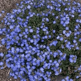 Вероника колосистая Georgia Blue