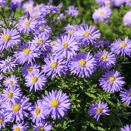 Астра кустарниковая Lady in Blue