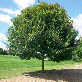 Вяз мелколистный