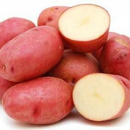 Картофель семенной Манифест Картофель семенной Манифест