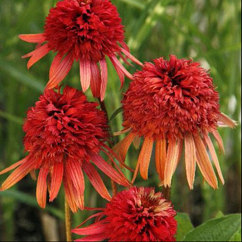 Эхинацея пурпурная Ирресистибл