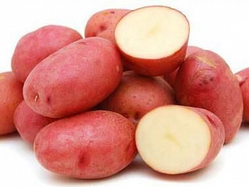 Картофель семенной Манифест