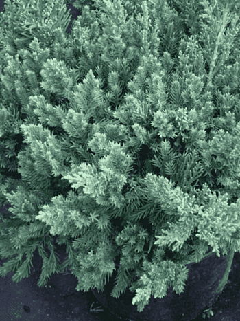 Можжевельник китайский San Jose