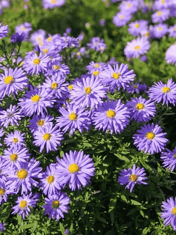 Астра кустарниковая Lady in Blue