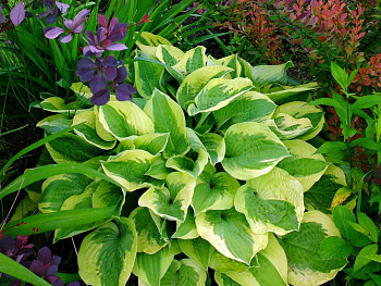 Хоста гибридная Мама Миа НАБОР 2ШТ (1+1)