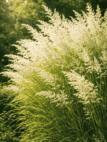 Вейник остроцветковый Waldenbuch