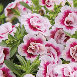 Калибрахоа махровая M.F. Uno Double PinkTastic