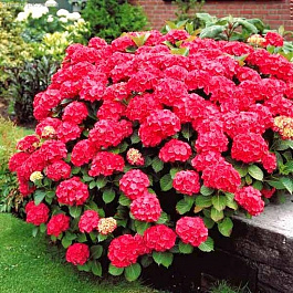 Гортензия крупнолистовая Ред Барон