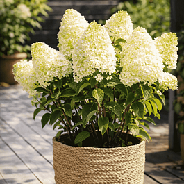 Гортензия метельчатая Sugar Rush