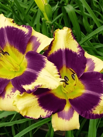 Лилейник Jamaican me Crazy