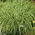 Мискантус китайский Little zebra