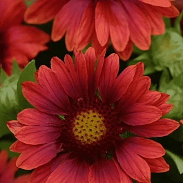 Гайлардия гибридная Mesa Red