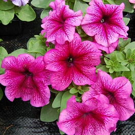 Петуния грандифлора Лимбо Джи Пи	Плам