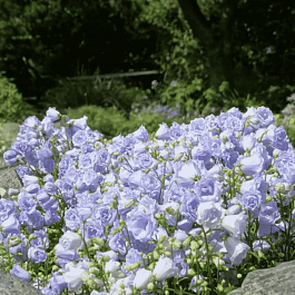 Колокольчик ложечницелистный Elizabeth Oliver