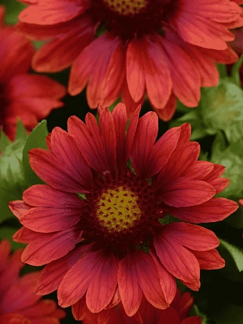 Гайлардия гибридная Mesa Red