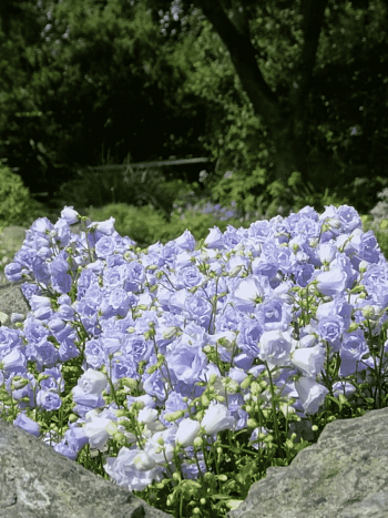 Колокольчик ложечницелистный Elizabeth Oliver